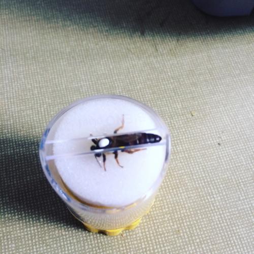 Eine Bienenkönigin wird gezeichnet
